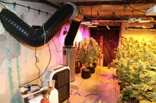 Policisté na Trutnovsku odhalili v chatě pěstírnu marihuany