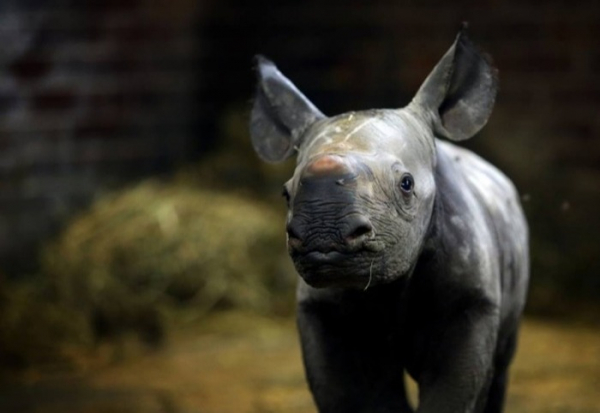 A zase kluk! ZOO Dvůr Králové slaví druhé letošní mládě nosorožce dvourohého