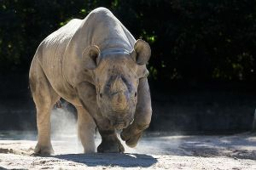 Zoo Dvůr Králové posílá dalšího nosorožce do Afriky. Eliška pojede už v neděli