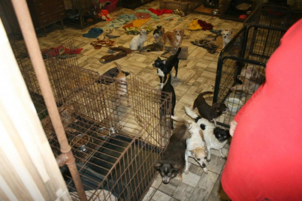 Desítky psů žily v rodinném domě na Hradecku ve výkalech, chovatele vyšetřuje policie  