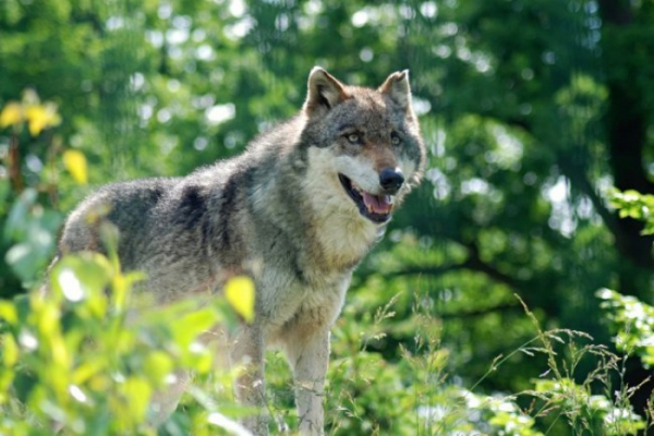 Chovatelé dostávají náhrady za škody způsobené vlkem
