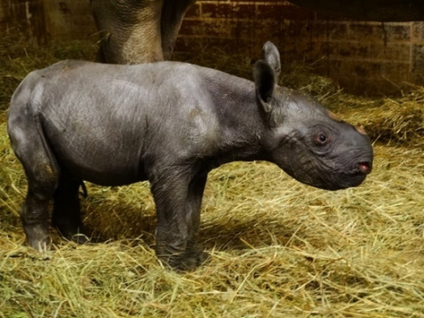 V ZOO Dvůr Králové se letos narodilo už třetí mládě nosorožce dvourohého